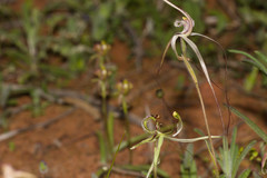 Caladenia mesocera