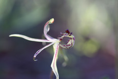 Caladenia mesocera