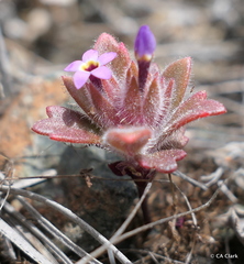 Collomia diversifolia