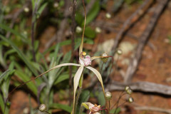 Caladenia varians
