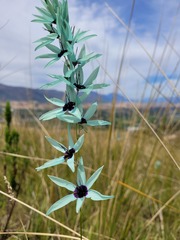 Ixia viridiflora