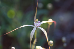 Caladenia varians