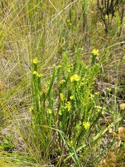 Euphorbia genistoides