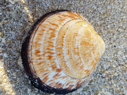 European Bittersweet Clam