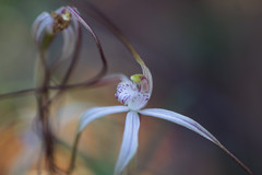 Caladenia varians