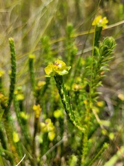 Euphorbia genistoides