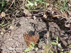 Junonia lemonias