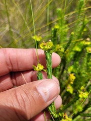 Euphorbia genistoides