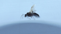 Camponotus