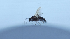 Camponotus