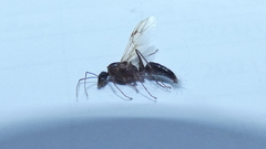 Camponotus