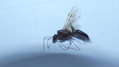Camponotus