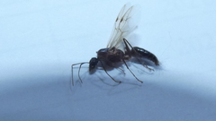 Camponotus