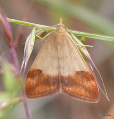 Pyrausta semirubralis