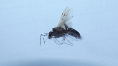 Camponotus