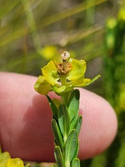 Euphorbia genistoides