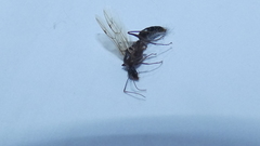 Camponotus