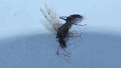 Camponotus