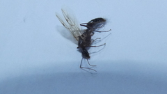 Camponotus
