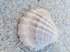 Acanthocardia paucicostata