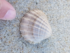 Acanthocardia paucicostata