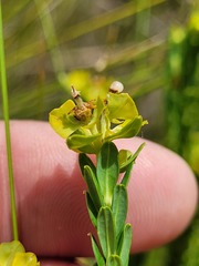 Euphorbia genistoides