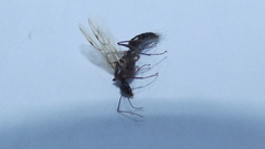 Camponotus