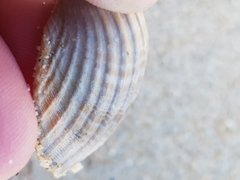 Acanthocardia paucicostata