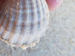 Acanthocardia paucicostata