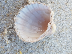 Acanthocardia paucicostata