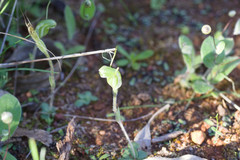 Pterostylis setulosa