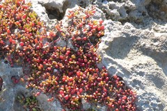 Sesuvium microphyllum