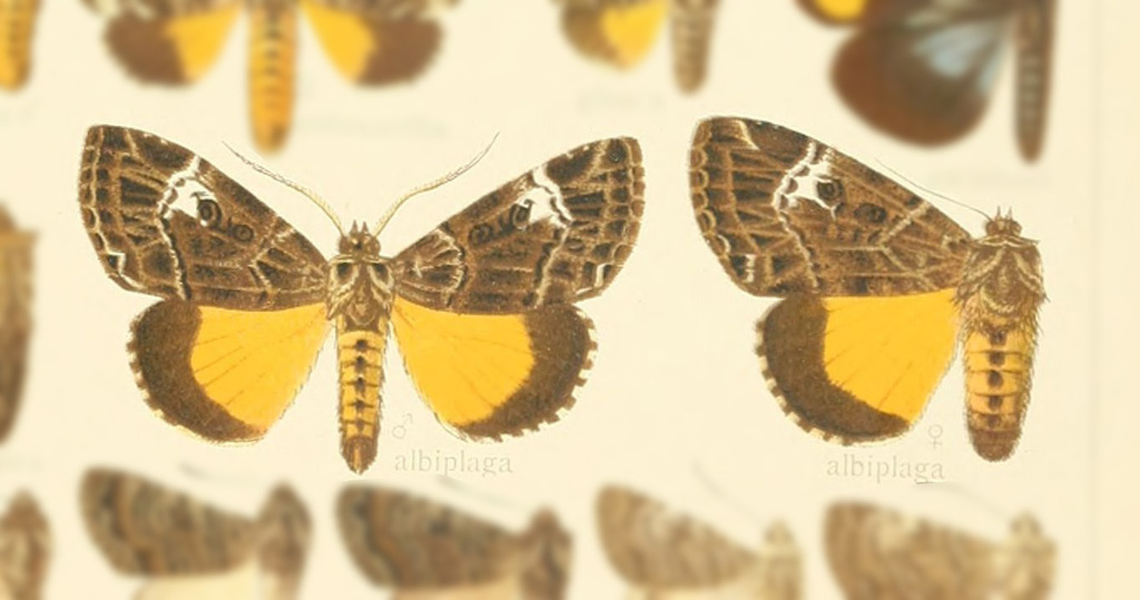 Tambana albiplaga