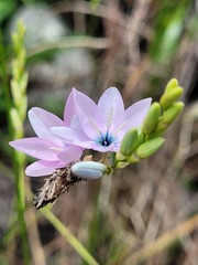 Ixia polystachya polystachya
