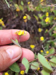Aspalathus perforata