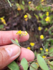 Aspalathus perforata