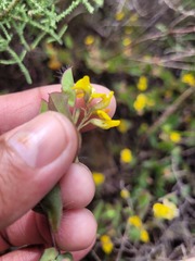 Aspalathus perforata