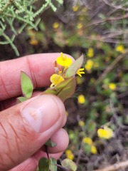 Aspalathus perforata