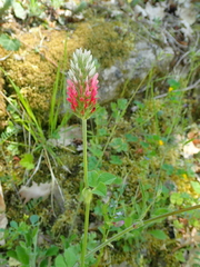 Trifolium incarnatum molinerii