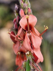 Indigofera triquetra
