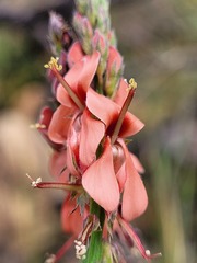 Indigofera triquetra