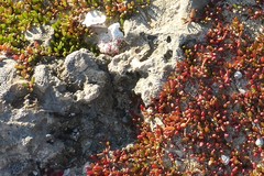 Sesuvium microphyllum