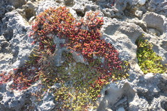 Sesuvium microphyllum