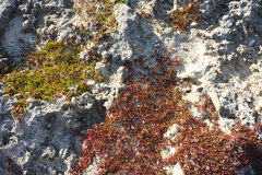 Sesuvium microphyllum