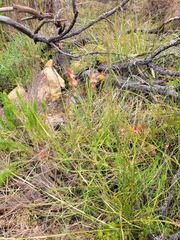 Indigofera triquetra