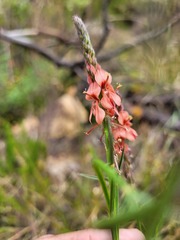 Indigofera triquetra