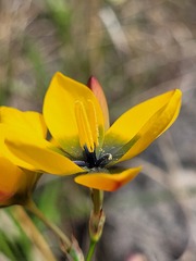 Ixia sarmentosa