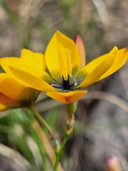Ixia sarmentosa