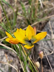 Ixia sarmentosa