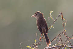 Prinia inornata